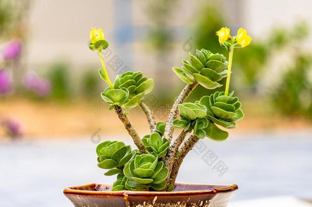 马齿苋属的植物molok我n我ens我s和小的黄色的萌芽和花我