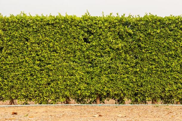 一墙关于栅栏从许多密集的绿色的植物的叶子