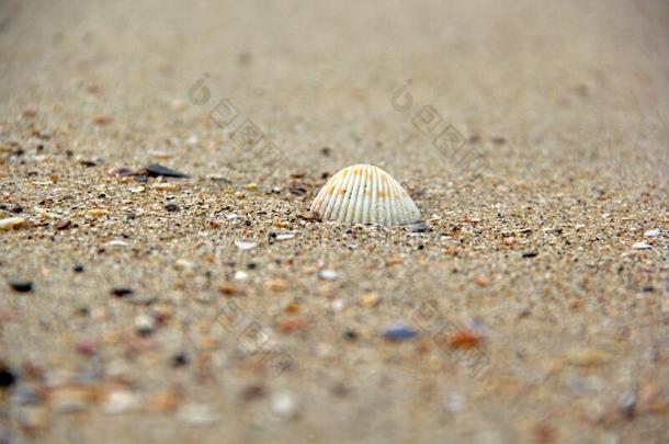 各式各样的壳向海滩沙