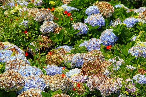 花园和蓝色花瓣花