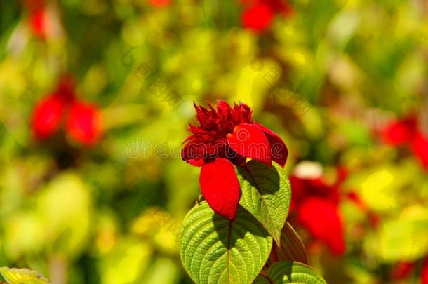 花园和红色的花瓣花