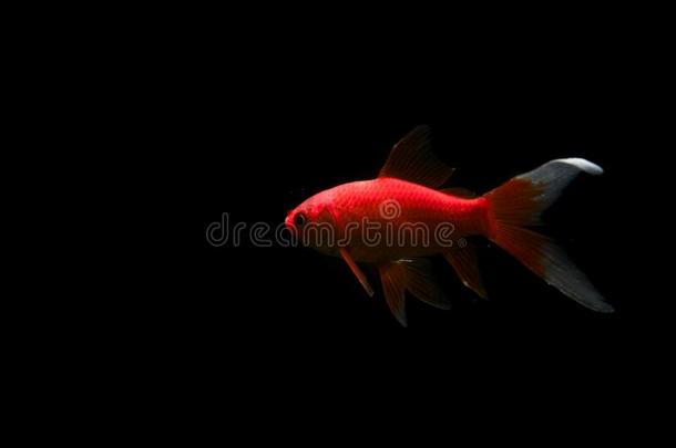 美好红色的锦鲤鱼隔离的向黑的<strong>到处都是</strong>