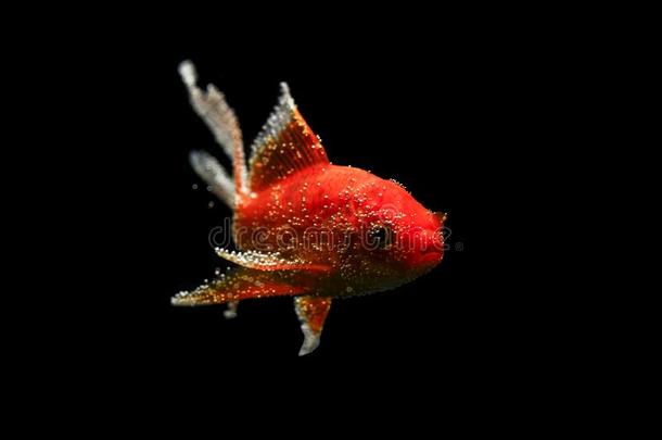 美好红色的锦鲤鱼隔离的向黑的到处<strong>都是</strong>