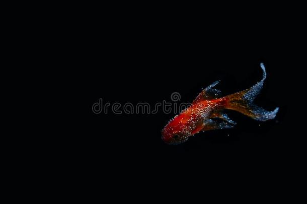 美好红色的锦鲤鱼隔离的向黑的到处都是