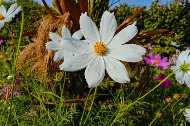 关在上面关于美丽的宇宙花.和变模糊背景.陆地