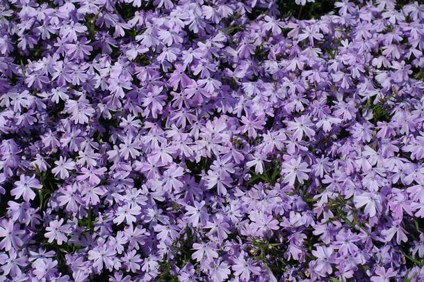 大量的紫罗兰花关于草夹竹桃属植物亚乌拉塔