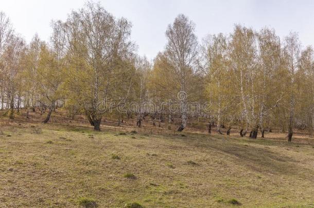 桦树树和新鲜的绿色的树叶采用spr采用g.俄罗斯帝国.精心选择的