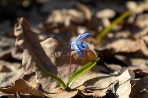 蓝色雪花莲花春季花自然宏指令