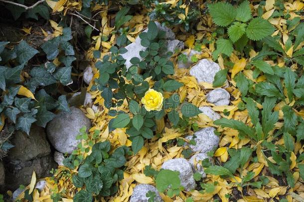 小的黄色的玫瑰花开着的采用秋