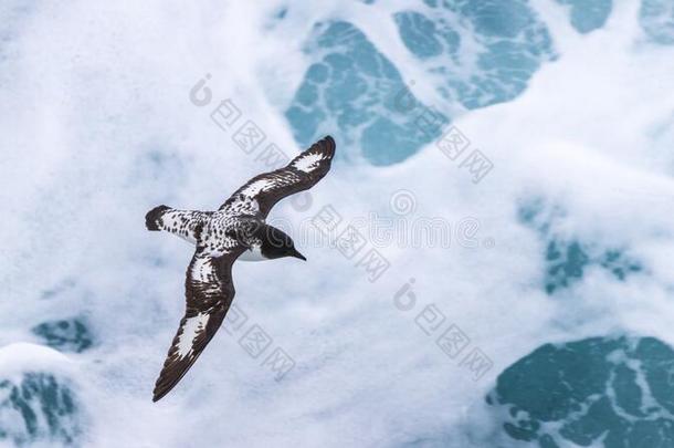 斗篷海燕`Daption捕获`飞行的采用指已提到的人<strong>南极</strong>的