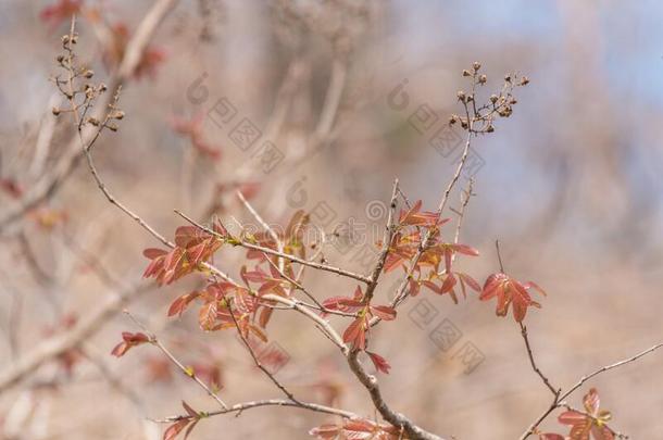 红色的树叶,春季树叶,季节的为指已提到的人背景