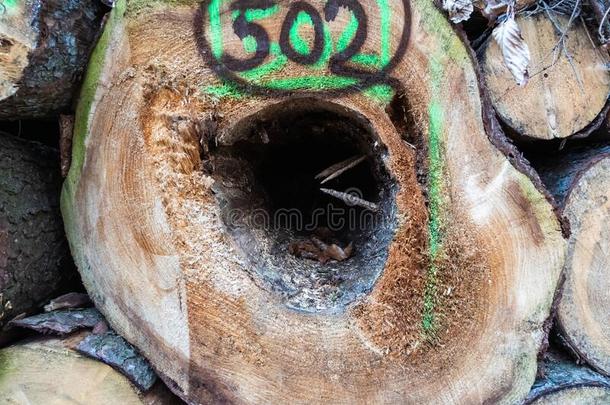 老的木制的栎树记录被损坏的在旁边吠叫甲虫和一洞里面的.英语字母表中的第四个字母