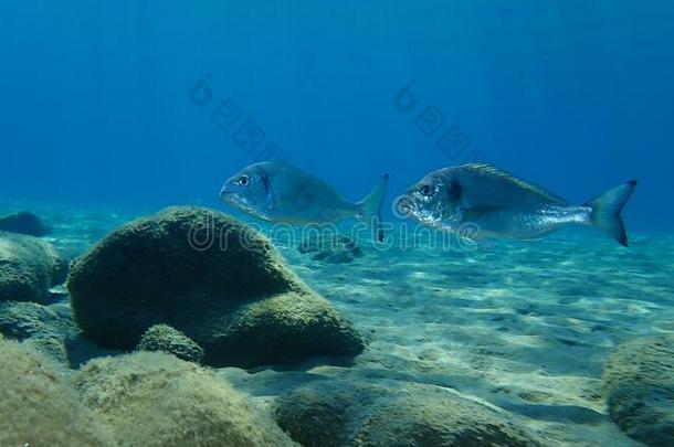 小母猪-上端鲤科鱼,斯帕鲁斯奥拉塔,在水中的采用爱琴海(地中海的一部分海,希腊