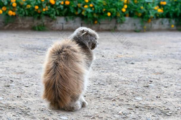 孤独的无家可归的<strong>悲惨</strong>的灰色的松软的恶劣的猫是（be的三单形式一次向Thailand泰国