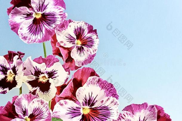 三色紫罗兰花隔离的向白色的,水彩illustrati向