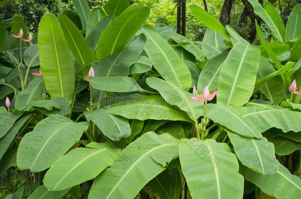 粉红色的花瓣关于开花香蕉盛开的和小的生的成果一