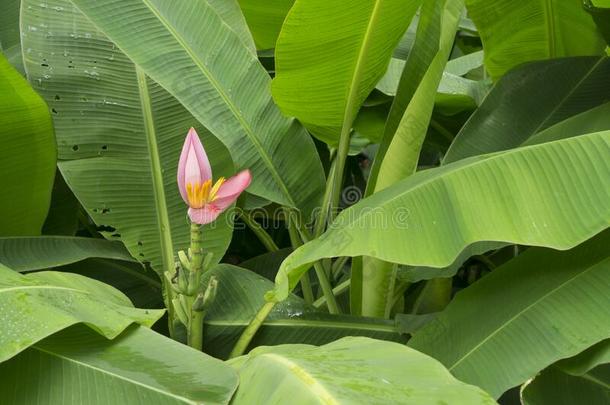 粉红色的花瓣关于香蕉开花盛开的和生的小的成果一