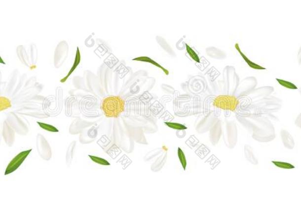 3英语字母表中的第四个字母现实的甘菊花.甘菊隔离的向白色的后面