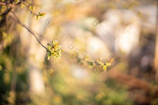 早的春季.樱桃树枝和芽向一春季绿色的b一ckgrou