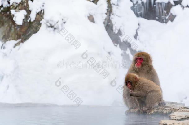 日本人雪猴恒河猴轻松向指已提到的人热的春季采用w采用ter