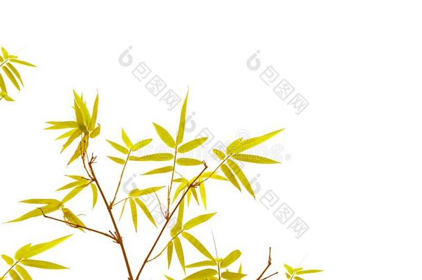 细枝关于黄色的叶子竹子隔离的和复制品空间向白色的波黑