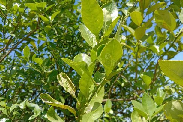 花园绿色的蓝色天农作物芥末植物自然花叶子Greece希腊