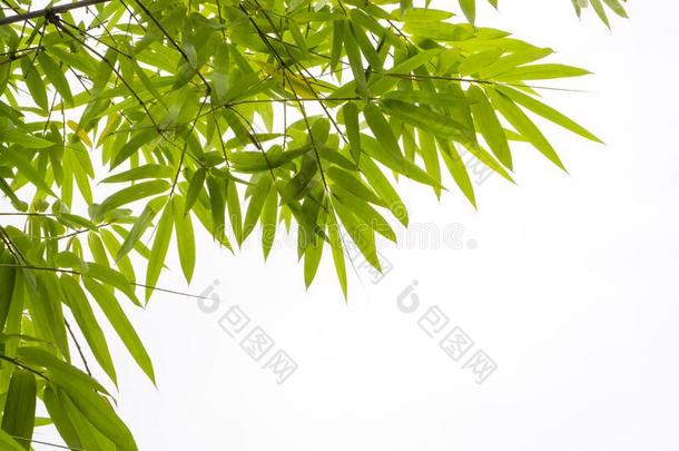 向上的看法树枝关于绿色的竹子叶子向白色的天后台