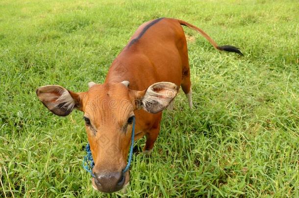 棕色的奶牛起立采用绿色的田和身材高的草.年幼的小母牛