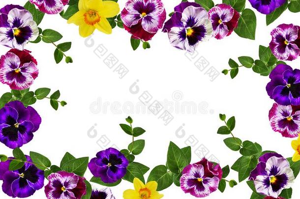 三色紫罗兰花隔离的向白色的,水彩illustrati向