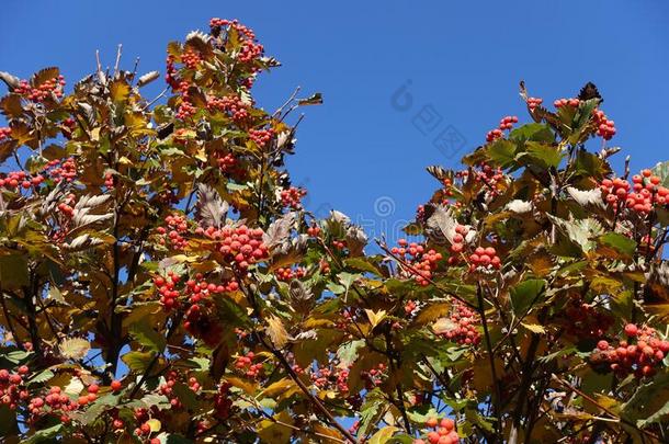 有斑点的红色的浆<strong>果</strong>采用秋的叶子关于山梨咏叹调