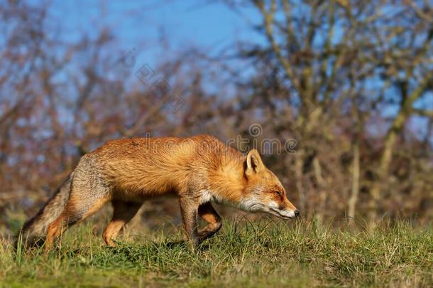 红色的狐步行采用自然的<strong>栖息地</strong>
