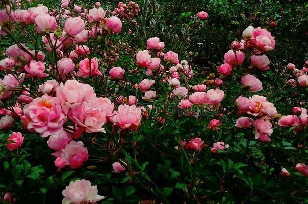 粉红色的玫瑰<strong>花</strong>园,玫瑰园