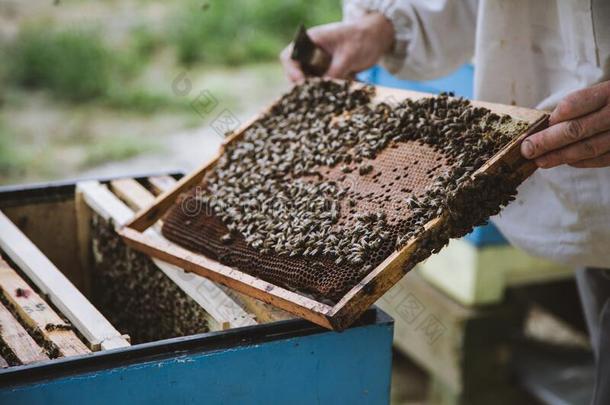 养蜂人检查蜂窝框架在养蜂场.蜂蜜农场.