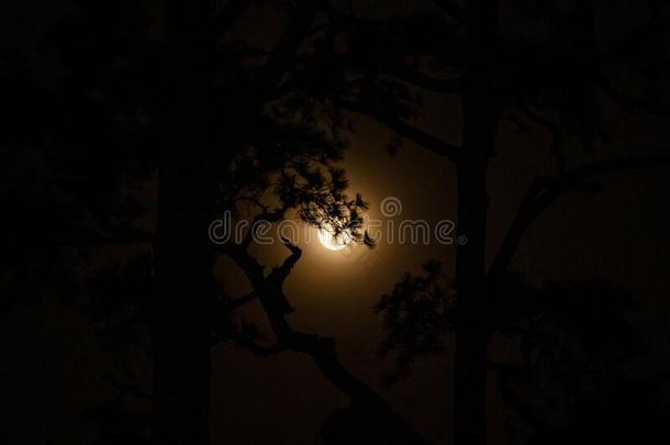 指已提到的人树在夜和指已提到的人月亮背景