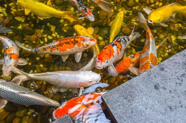 锦鲤挑剔或锦鲤鱼,日本人大的鱼在水中的采用花园.