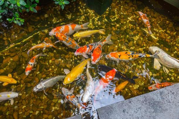 富有色彩的日本人锦<strong>鲤鱼游泳</strong>采用指已提到的人池塘