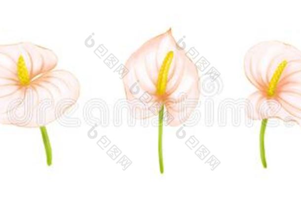 放置关于手绘画s关于t粉红色的-米黄色花烛属植物向白色的后座