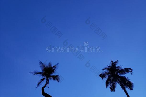 椰子树和指已提到的人蓝色天