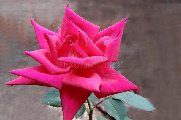 美丽的粉红色的玫瑰采用我的花园