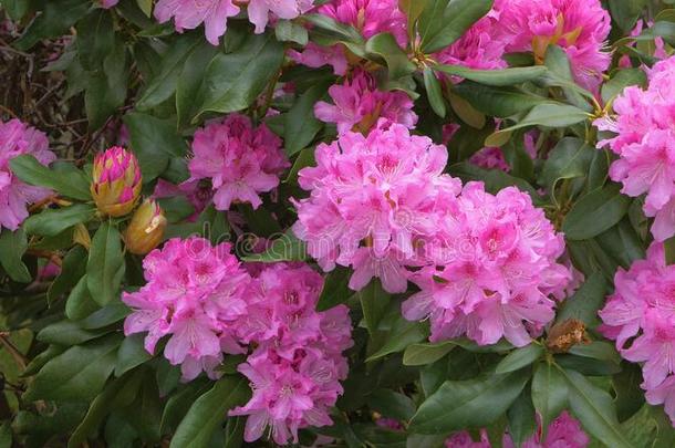 美丽的日本人粉红色的杜鹃花花将切开进入中一<strong>密集</strong>的灌木丛