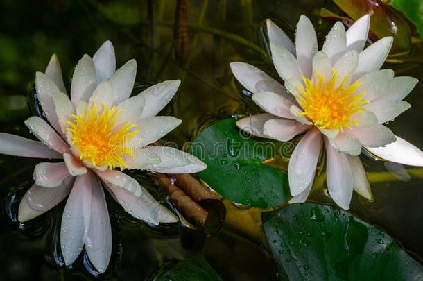 两个大的白色的水百合花或莲花花海马科和海马科洛莎采用陆地
