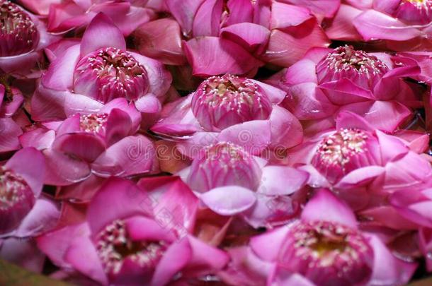 自然地点关于盛开的紫罗兰莲花花不固定的向指已提到的人泰国或高棉的佛教寺或僧院