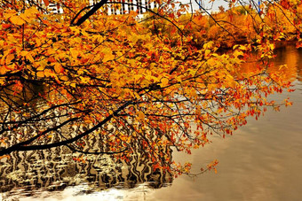 耶洛树采用一秋公园.一池塘一d树反映.图片