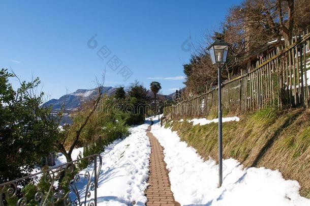 胡萝卜,下雪的跟踪