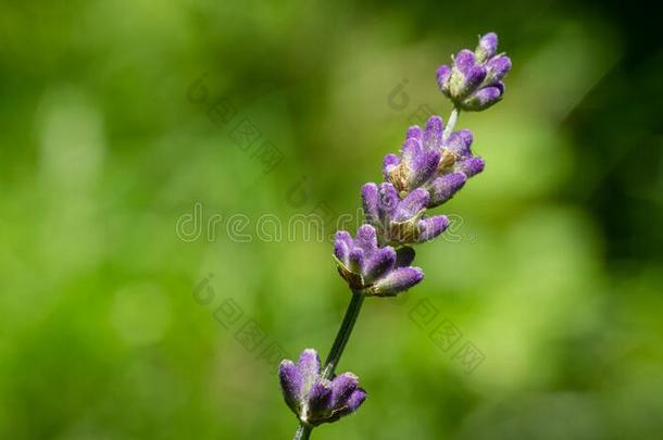 薄的细枝关于薰衣草熏衣草花angustifolia,熏衣草花关于ficina