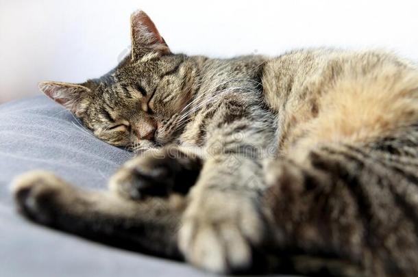 睡眠猫,关-在上面关于平纹猫睡眠向床在家