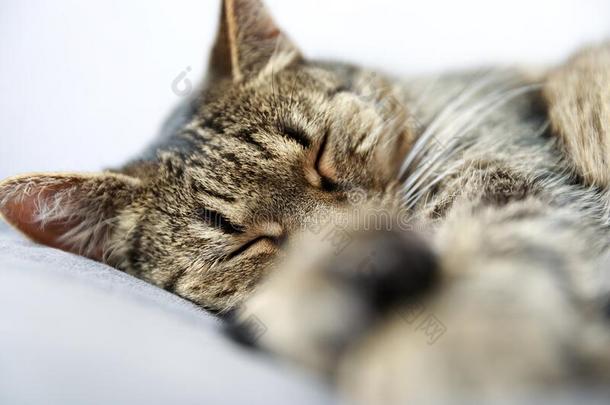 睡眠猫,关-在上面关于平纹猫睡眠向床在家