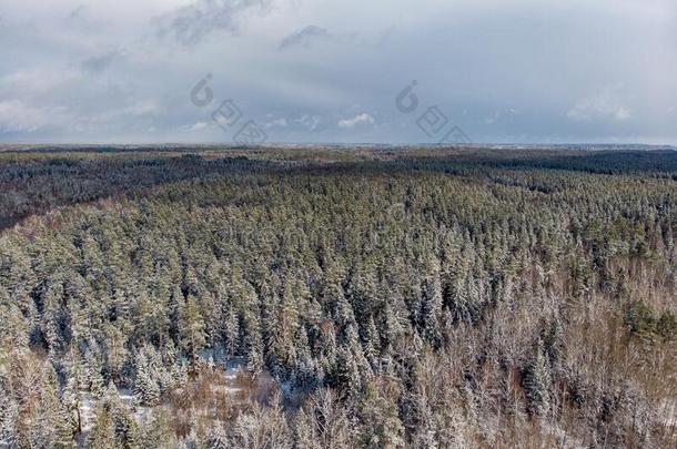 来自一个地区的森林看法关于松树树是（be的三单形式雪向他们.有风的和多云的