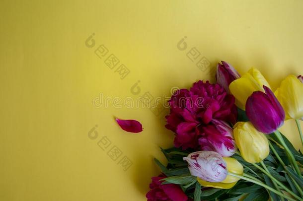 美丽的春季郁金香和col.<strong>紫</strong>红色牡丹向黄色的背景