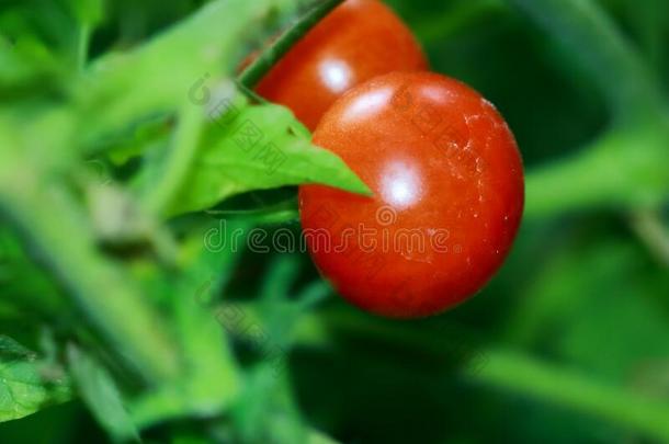 小的新鲜的樱桃番茄和绿色的藤本植物